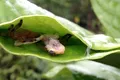O specie de păianjen confecționează „buzunare” din frunze pentru a prinde și mânca broaște mai mari