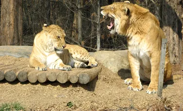 Ligrul: întâlnirea rară dintre regele leu și tigru