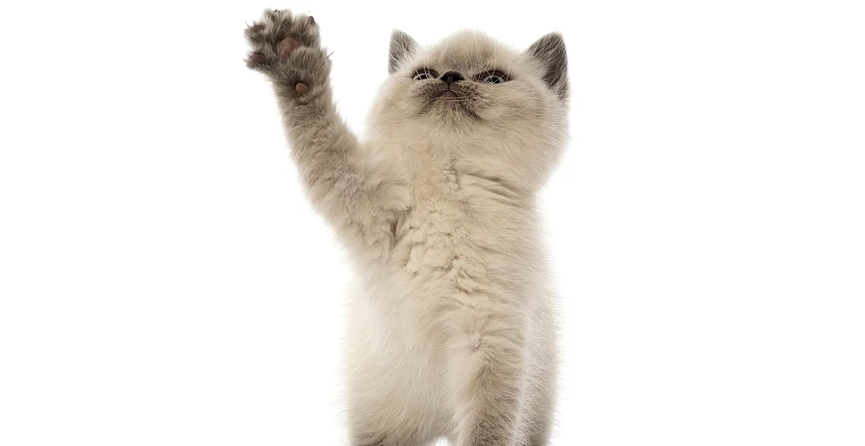 De ce imaginile cu pisici drăgălaşe te pot face … VIOLENT? Concluzia trasă de cercetători