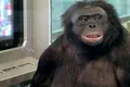 Experiment: Bonobo, capabil de „jocuri imaginare”