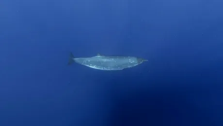 După mai bine de 150 de ani, o creatură misterioasă din adâncurile oceanelor îi pune pe gânduri pe cercetători