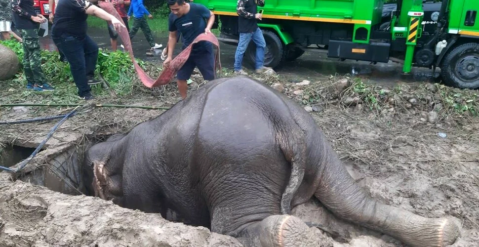 Salvare dramatică pentru un pui de elefant și mama sa, căzuți într-un canal de scurgere