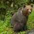 Un urs sălbatic a omorât o căprioară în Parcul Zoo din Târgu Mureș