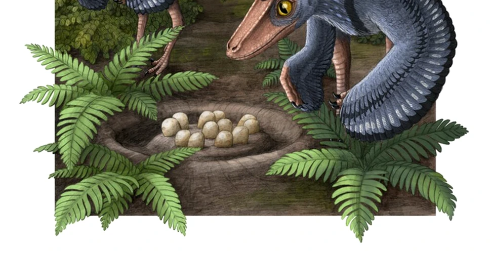 O specie de dinozauri depunea și clocea ouăle în grup, sugerează un studiu
