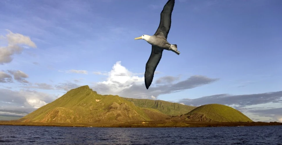 Un studiu arată ce viteză a vântului pot suporta diferite specii de păsări marine