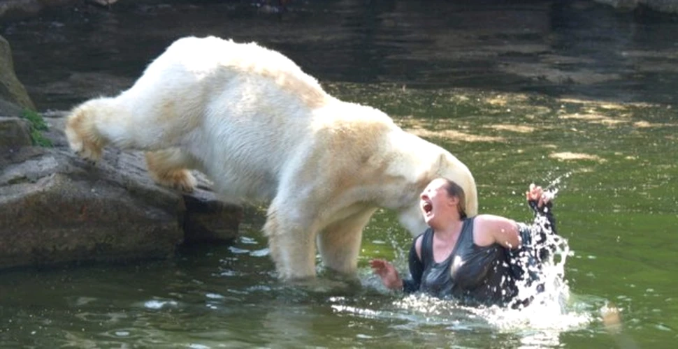 Salvata in ultima clipa din falcile ursilor polari