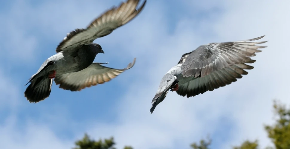 Porumbeii pot distinge între conceptul de spaţiu şi timp
