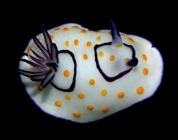 Melcul de mare (Chromodoris annulata)