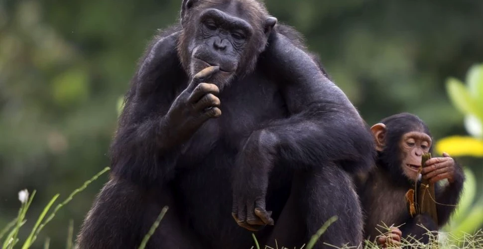 Cimpanzeii au ajuns să trăiască în ghetouri forestiere