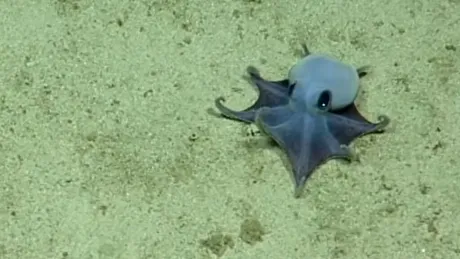 O nouă specie de caracatiță adorabilă a fost descoperită în apropierea Insulelor Galapagos