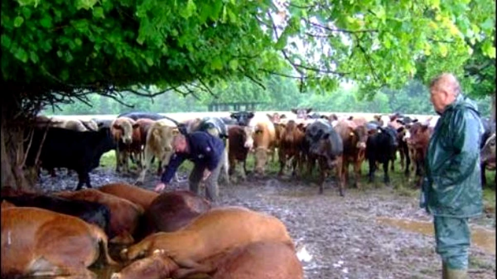 16 bovine au fost ucise de un singur fulger in Scotia