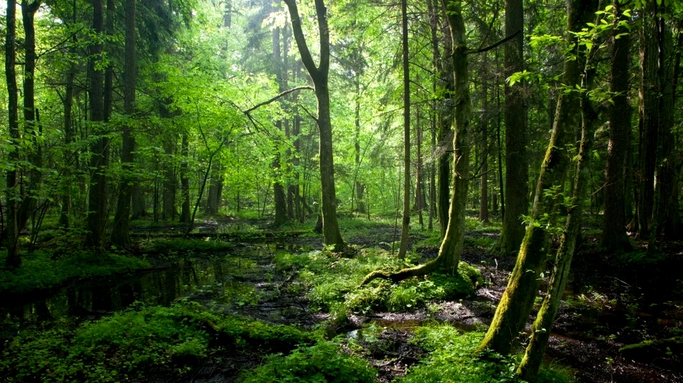 Reuters: România protejează ultimele păduri virgine ale Europei, adăpost pentru lupi şi urşi maro