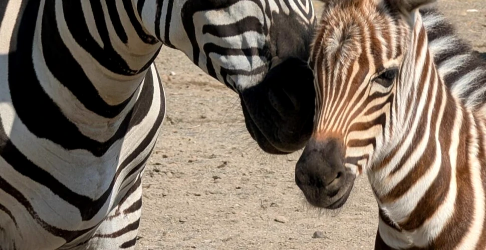 Primul pui de zebră născut la Zoo Brașov așteaptă să fie vizitat și să primească un nume