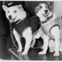 Ziua în care Uniunea Sovietică a făcut istorie cu două căţeluşe: Belka şi Strelka