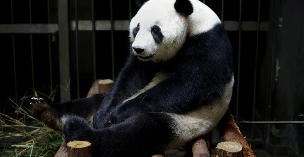Mitomanie în lumea animală: o ursoaică panda a mimat o sarcină pentru a primi mai multă hrană!