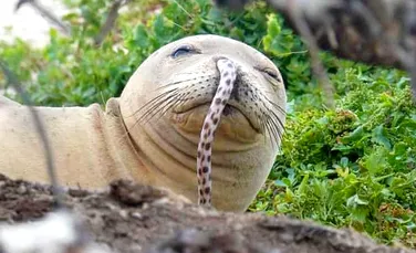 O celebră specie de foci se confruntă cu o nouă ameninţare: ţiparii le rămân blocaţi în nas