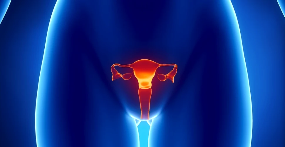 Ce urmează după transplantul de uter? „Fabricarea” unui uter în laborator!