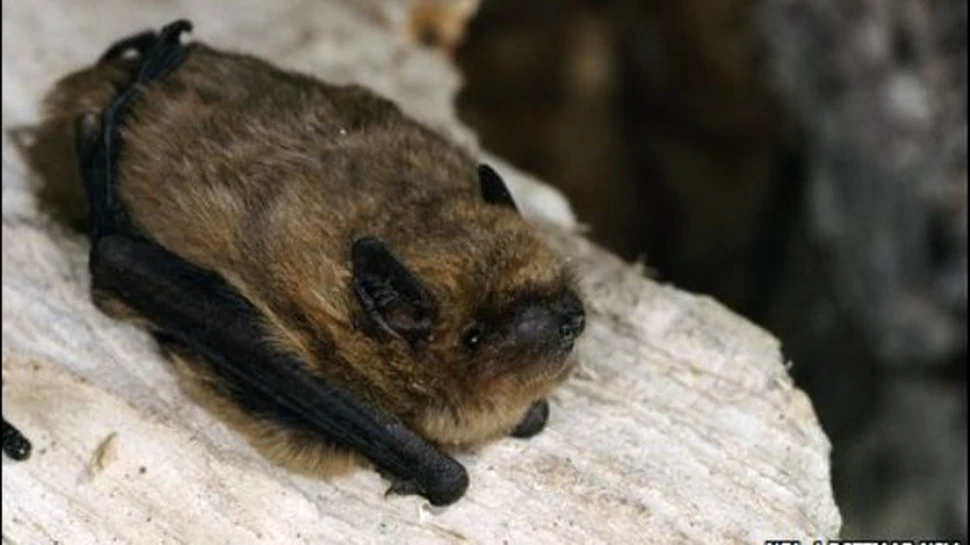 Liliecii s-au reprofilat. Vaneaza ziua