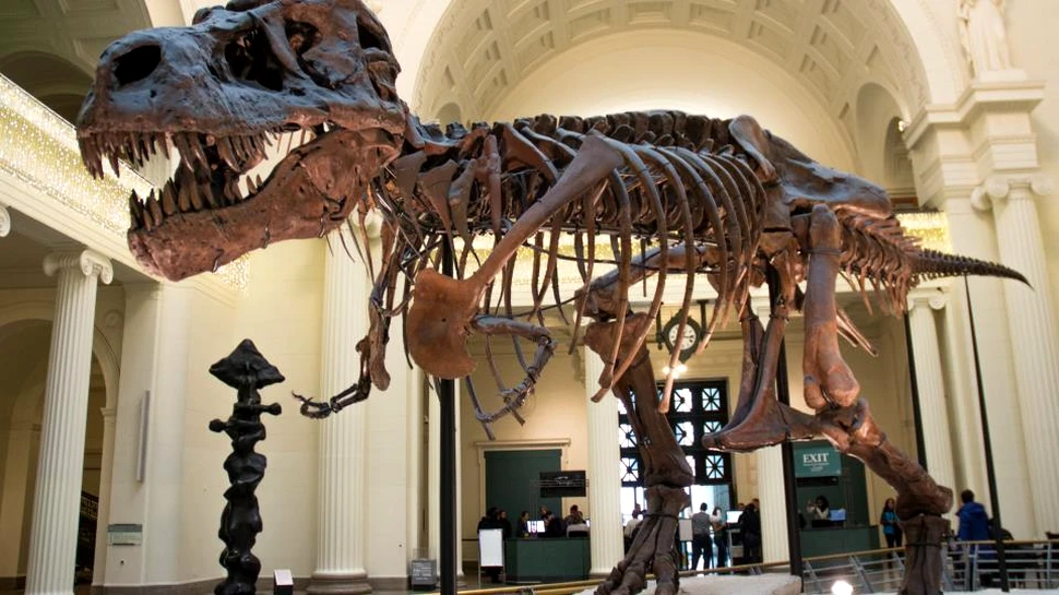 Un os de ”dinozaur” aproape uitat are alte origini decât se credea
