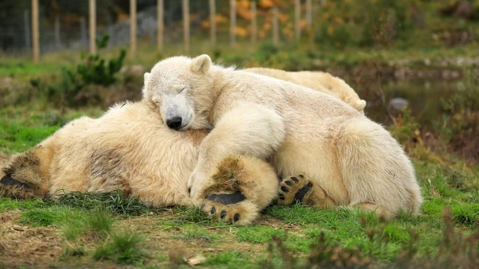 Primul urs polar născut în Marea Britanie în ultimii 25 de ani începe o nouă viață, într-o altă rezervație naturală
