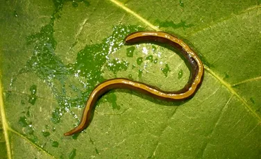 Câinii și pisicile răspândesc o specie invazivă de viermi. Cât de periculoși sunt?