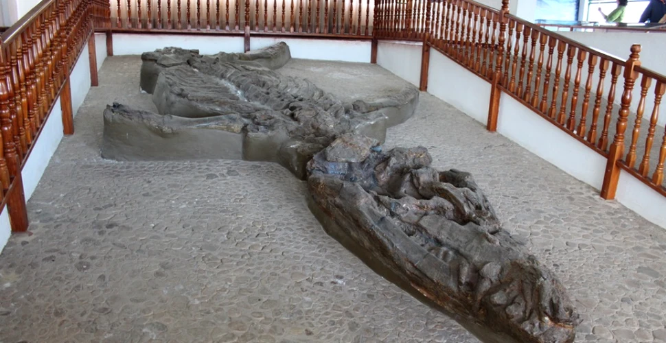 O fosilă ”unică în lume” a fost descoperită în Columbia