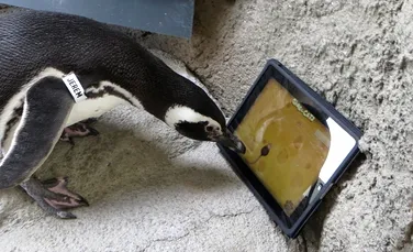 Ce face un pinguin cu o tabletă? (VIDEO)