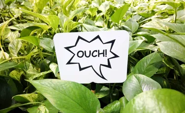 Un studiu confirmă că plantele „țipă” cu adevărat, dar de ce nu le putem auzi?