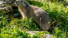 Cea mai veche epidemie de ciumă a fost descoperită în Siberia