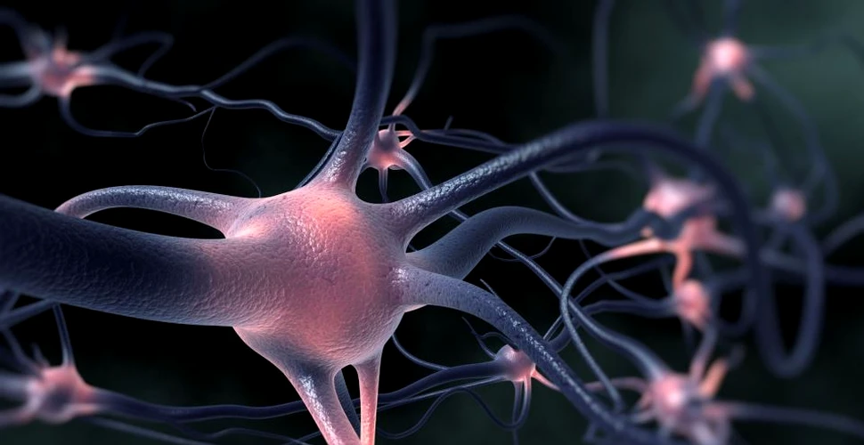 O nouă metodă permite savanţilor să observe interacţiunea dintre neuroni în timp real