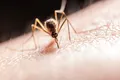 Am putea scăpa de malarie dacă ucidem toți țânțarii de pe Pământ?