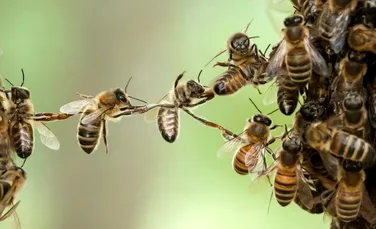 Albinele şi viespile omoară mai mulţi oameni în Australia decât şerpii