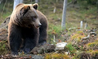 Un cameraman care filma un urs grizzly în timp ce căuta peşte a înregistrat un moment rar al lumii sălbatice