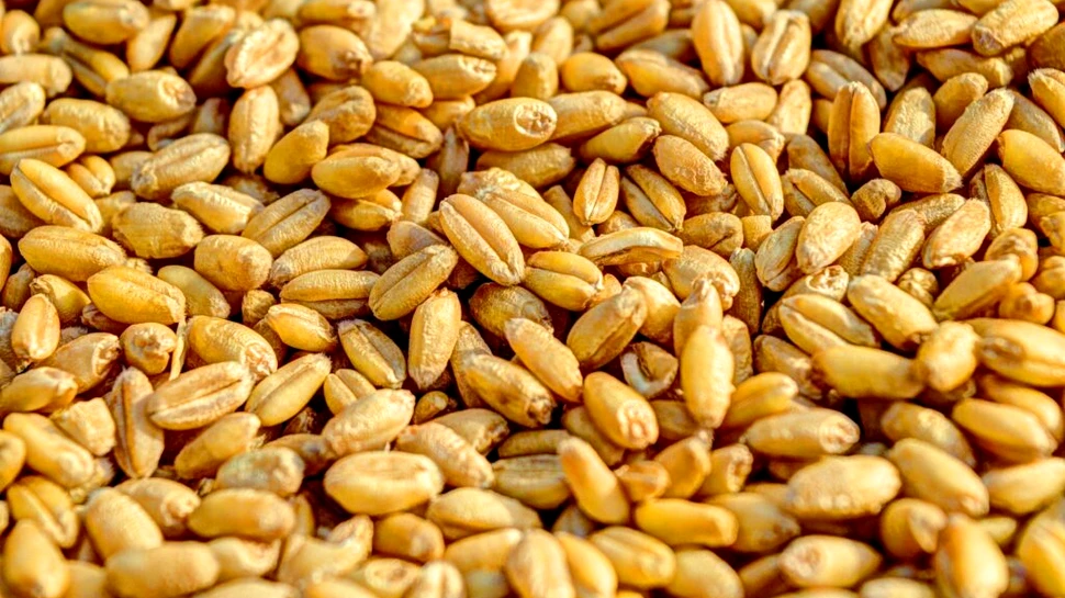 Grâul antic ar putea hrăni omenirea în lupta cu schimbările climatice