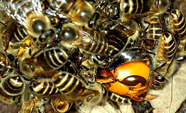 Albinele japoneze îşi „prăjesc” inamicii