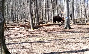 Zimbri care fug prin pădure, filmați în timpul unei misiuni de monitorizare
