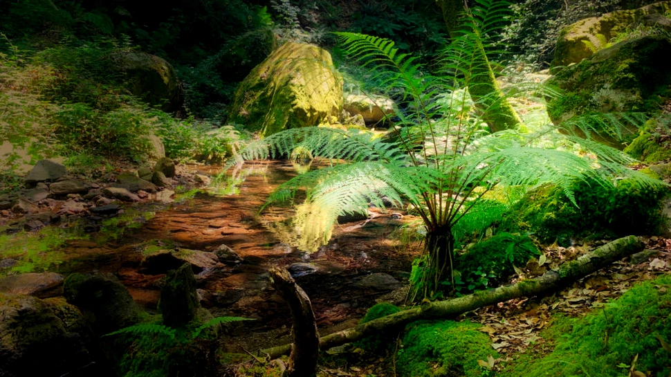 Ce s-a întâmplat cu plantele atunci când Pământul s-a încălzit în urmă cu 56 de milioane de ani?