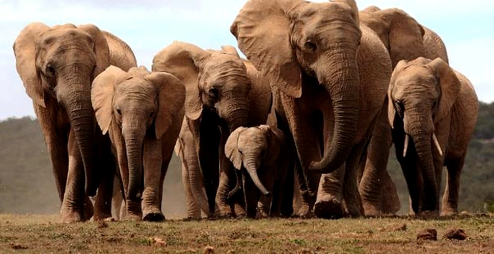 98% din elefanţii din Africa nu mai au colţi de fildeş – VIDEO