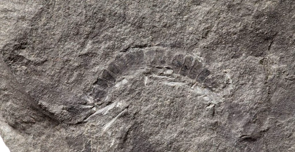 Cea mai veche fosilă cunoscută a unui animal de uscat a fost descoperită de cercetători