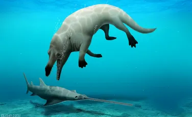 O nouă specie antică de balene, cu patru picioare, descoperită în Egipt
