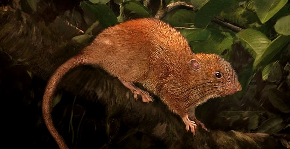 O nouă specie de şobolan ”uriaş” a fost descoperită. Este de patru ori mai mare decât cel obişnuit
