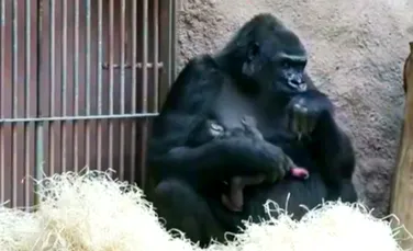 O gorilă a surprins angajaţii Grădinii Zoologice din Praga. Ea a adus pe lume un pui fără să dea semne de gestaţie – FOTO+VIDEO