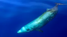 Un virus potențial periculos infectează balenele și delfinii din Pacific