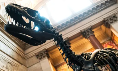 O nouă specie de „Megaraptor” a fost descoperită cu ultima sa masă încă în gură