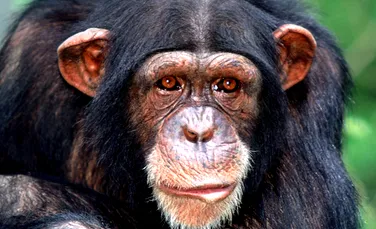 Un cimpanzeu din Rusia a ajuns la dezalcoolizare