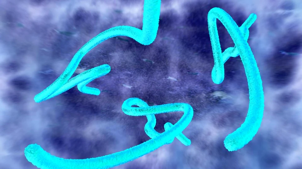 Această specie bizară a supravieţuit fără sex timp de 18 milioane de ani