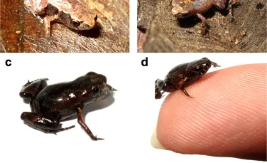 A doua cea mai mică vertebrată din lume este o nouă specie de broască de doar 7 milimetri