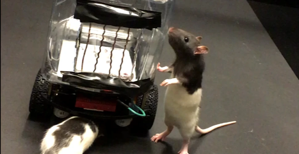 Cercetătorii au învăţat doi şobolani să conducă maşinuţe. Cum s-au descurcat rozătoarele – VIDEO