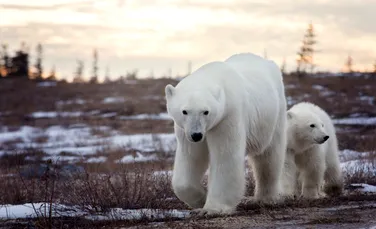 Urșii din „capitala mondială a urșilor polari” riscă să moară de foame