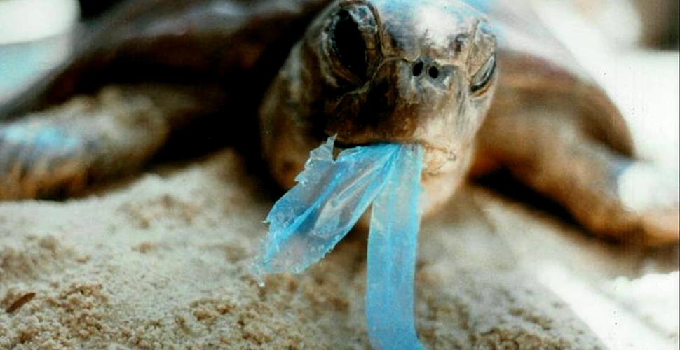 Oceanele, puse în pericol de plasticul ”biodegradabil”